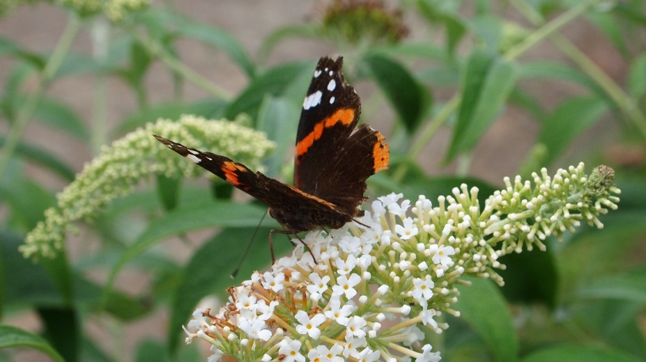 Atalanta vlinder op vlinderstruik.